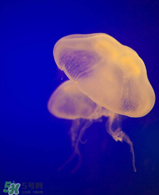 海蜇不能和什么一起吃？海蜇食用禁忌