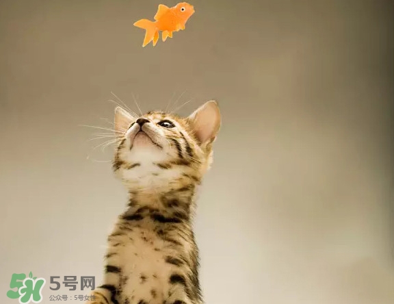 孟加拉豹貓多少錢一只？孟加拉豹貓粘人嗎