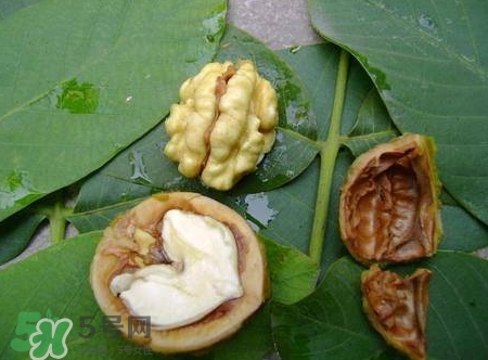 青皮核桃和干核桃哪個(gè)營(yíng)養(yǎng)高？有什么區(qū)別？