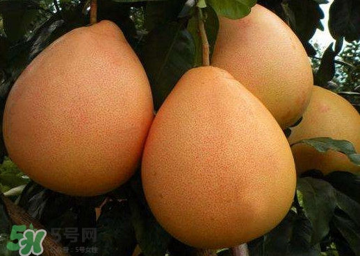 三紅蜜柚是哪里產(chǎn)的？三紅蜜柚什么時候上市？