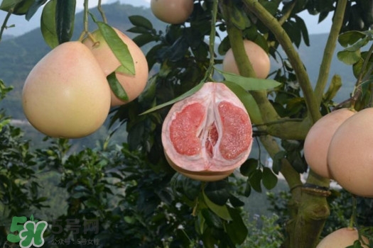 三紅蜜柚口味怎么樣？三紅蜜柚苗多少錢一棵