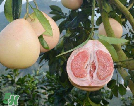 三紅蜜柚怎么挑選？三紅蜜柚種植方法與技巧