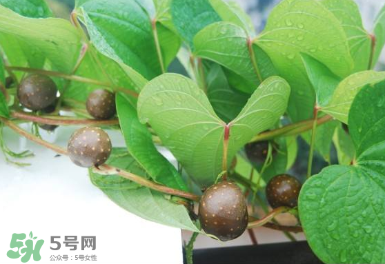 山藥豆能生吃嗎？山藥豆能帶皮吃嗎？