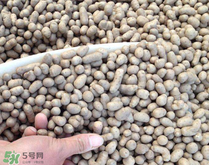 山藥豆能種植嗎？山藥豆怎么種？