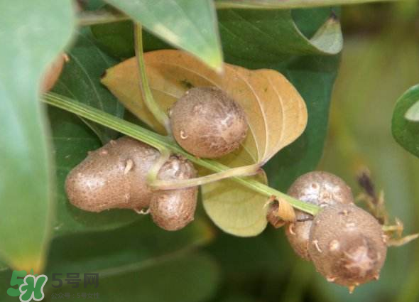 山藥豆能種植嗎？山藥豆怎么種？