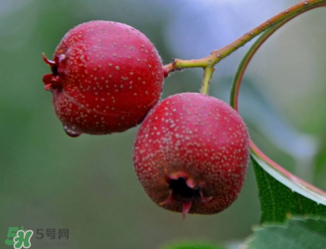 山楂和決明子泡茶喝的功效是什么？