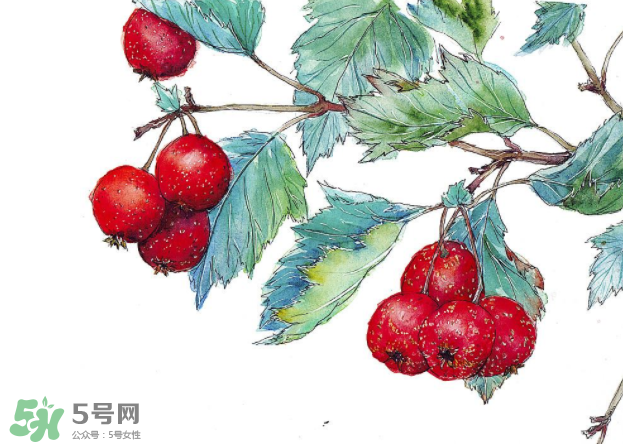 山楂要煲多長時間最好？山楂要什么時候吃最好？