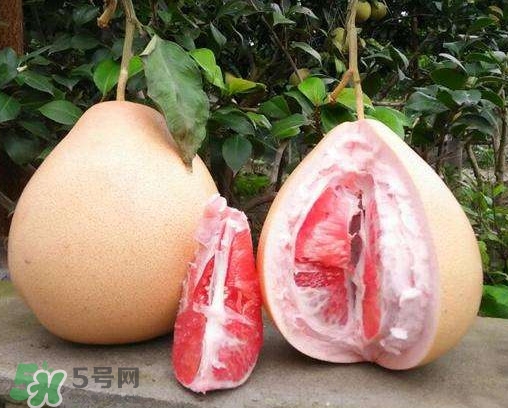 三紅蜜柚有什么功效？三紅蜜柚和金橙蜜柚哪個更好