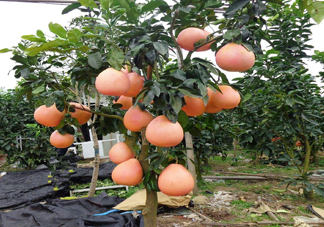 三紅蜜柚幾年結(jié)果？種三紅蜜柚好還是紅肉蜜柚好？