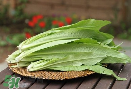 萵苣葉能吃嗎？萵苣葉和油麥菜有什么區(qū)別