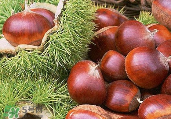 板栗酒能治療腎陽虛嗎？板栗泡酒真的能壯陽嗎？