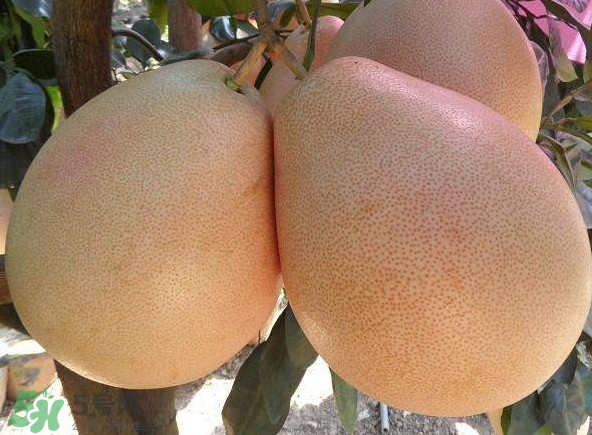 三紅蜜柚湖南可以種嗎？什么地方合適種三紅蜜柚