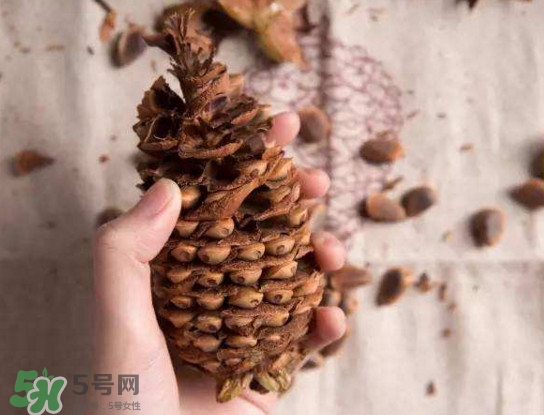 松籽有什么營養(yǎng)價(jià)值？松籽仁的功效與作用