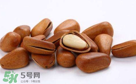 松子靠什么傳播種子的？松子是什么樹的果實