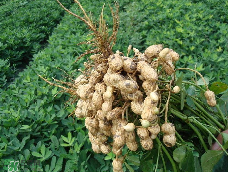花生的藥用價(jià)值有哪些？花生不能和什么一起吃？