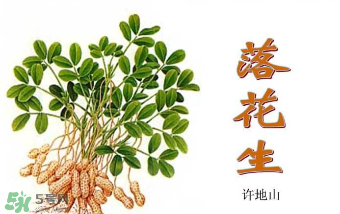 落花生是什么？關(guān)于花生的分解