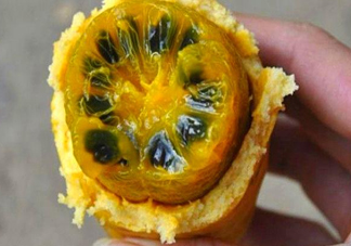 八月炸適合哪里種植？八月炸作用和功效是什么