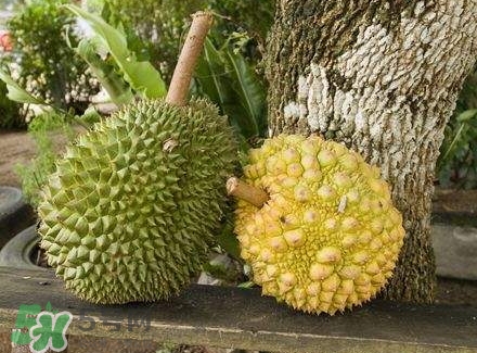 哺乳期吃榴蓮對(duì)寶寶有影響嗎？哺乳期吃榴蓮寶寶會(huì)過(guò)敏嗎？