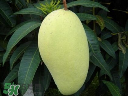 芒果有哪些品種？哪種芒果最好吃？