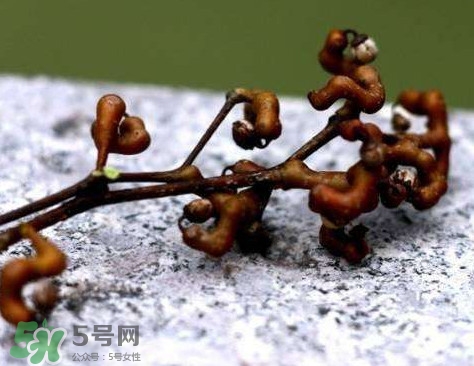 拐棗可以嫁接嗎？拐棗是哪里的特產(chǎn)