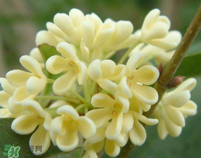 新鮮桂花怎么清洗？新鮮桂花可以冷凍嗎？