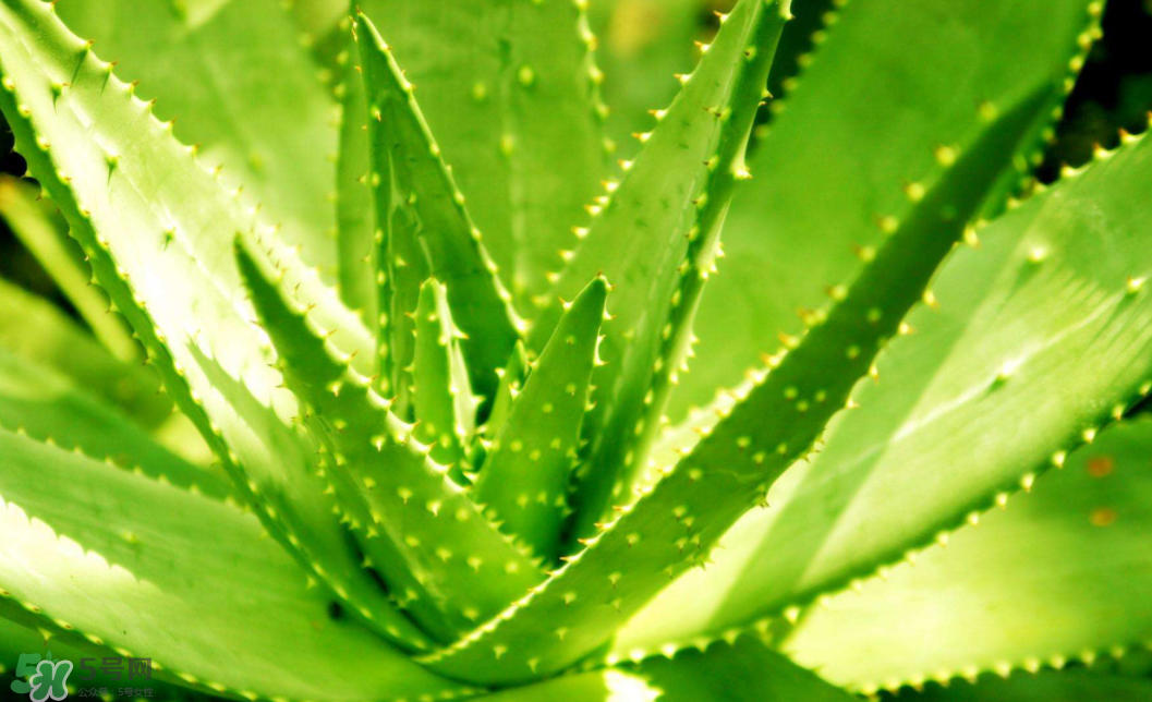 蘆薈泡酒的注意事項(xiàng)有哪些？蘆薈泡酒的做法