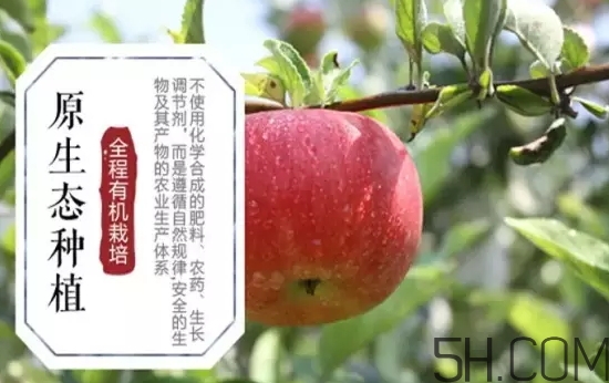 美八蘋果價格多少錢？美八蘋果多少錢一斤？