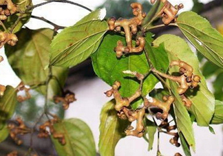 新鮮拐棗吃著澀怎么處理？拐棗為什么澀