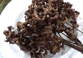 拐棗可以嫁接嗎？拐棗是哪里的特產(chǎn)