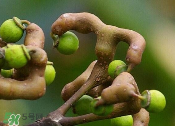 拐棗怎么保存？拐棗什么人不能吃