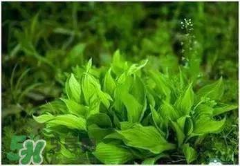 螺旋藻是海帶嗎？螺旋藻是海藻嗎？