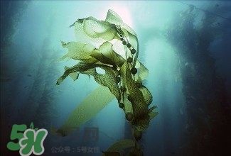 螺旋藻能解酒嗎？解酒的方法有哪些？
