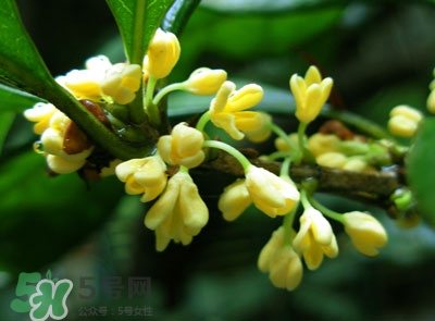 新鮮桂花怎么清洗？新鮮桂花可以冷凍嗎？