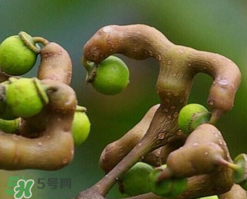 拐棗怎么泡酒？拐棗的功效與作用
