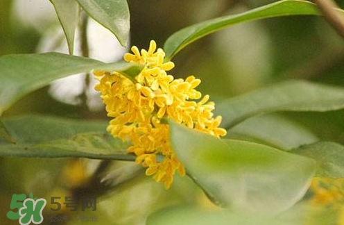 新鮮桂花怎么清洗？新鮮桂花可以冷凍嗎？