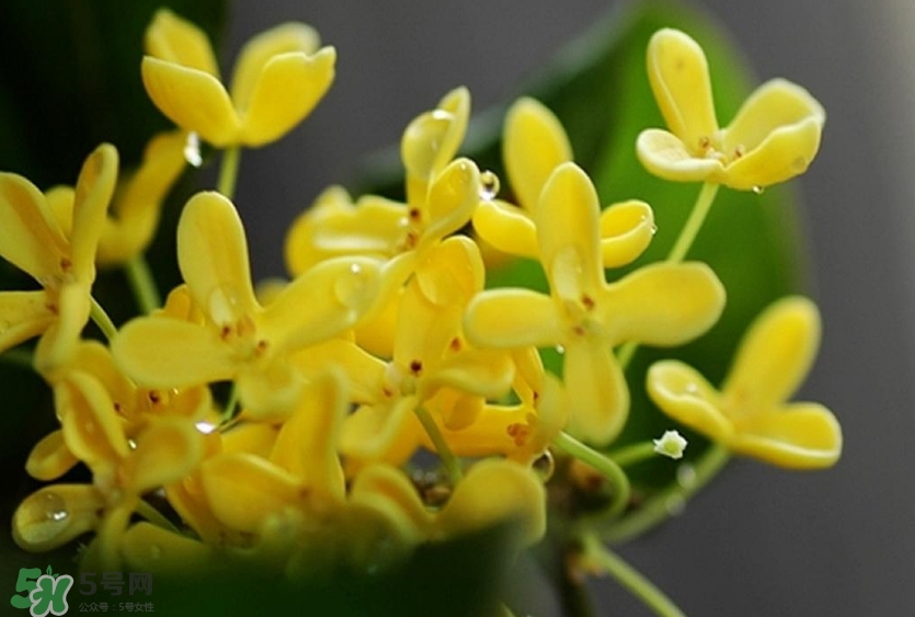 新鮮桂花怎么清洗？新鮮桂花可以冷凍嗎？