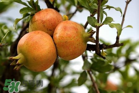中秋節(jié)吃石榴嗎？中秋節(jié)吃石榴有什么寓意？