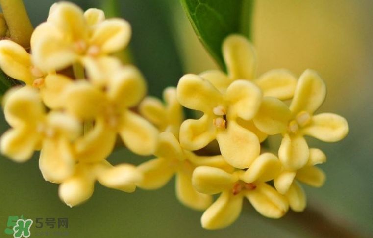 新鮮桂花怎么清洗？新鮮桂花可以冷凍嗎？