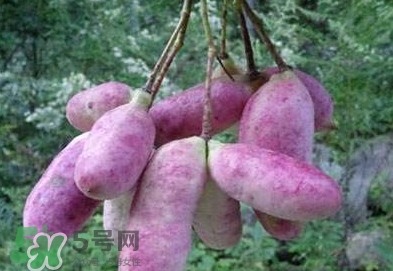 八月瓜可以補(bǔ)腎嗎？八月瓜的營養(yǎng)價(jià)值