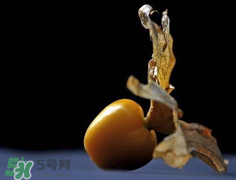 姑娘果可以泡水喝嗎？姑娘果怎么泡水喝？
