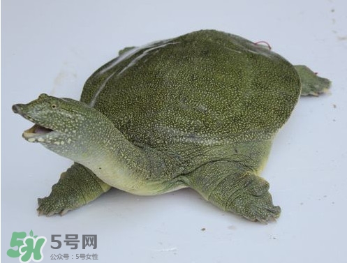 甲魚是魚嗎？甲魚是發(fā)物嗎