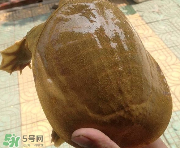 甲魚又叫什么？甲魚吃什么食物