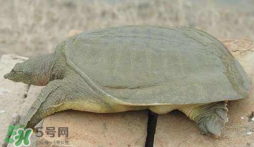 腳魚是什么？腳魚和烏龜?shù)膮^(qū)別