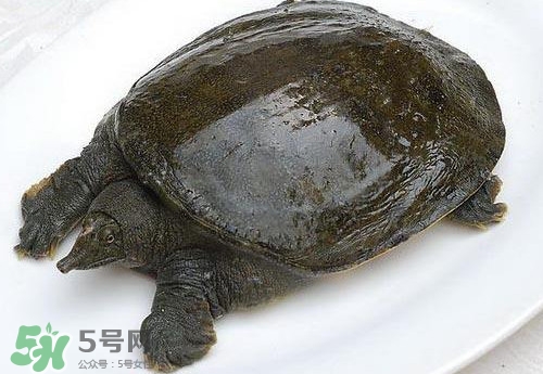 腳魚有靈性嗎？腳魚吃了有什么好處