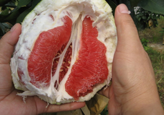 紅肉蜜柚可以儲存多久？紅肉蜜柚怎么挑選