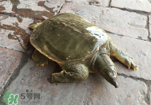 腳魚是什么？腳魚和烏龜?shù)膮^(qū)別