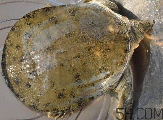 腳魚能和南瓜一起吃嗎？腳魚湯的做法