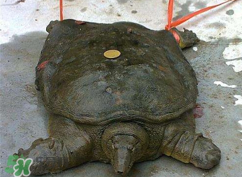 甲魚是烏龜嗎？甲魚是王八嗎？