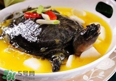 甲魚是魚嗎？甲魚是發(fā)物嗎