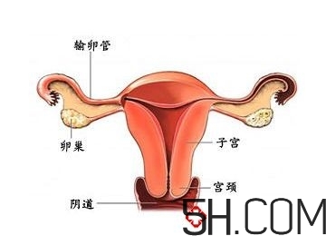 子宮畸形有哪些？子宮畸形有什么影響？